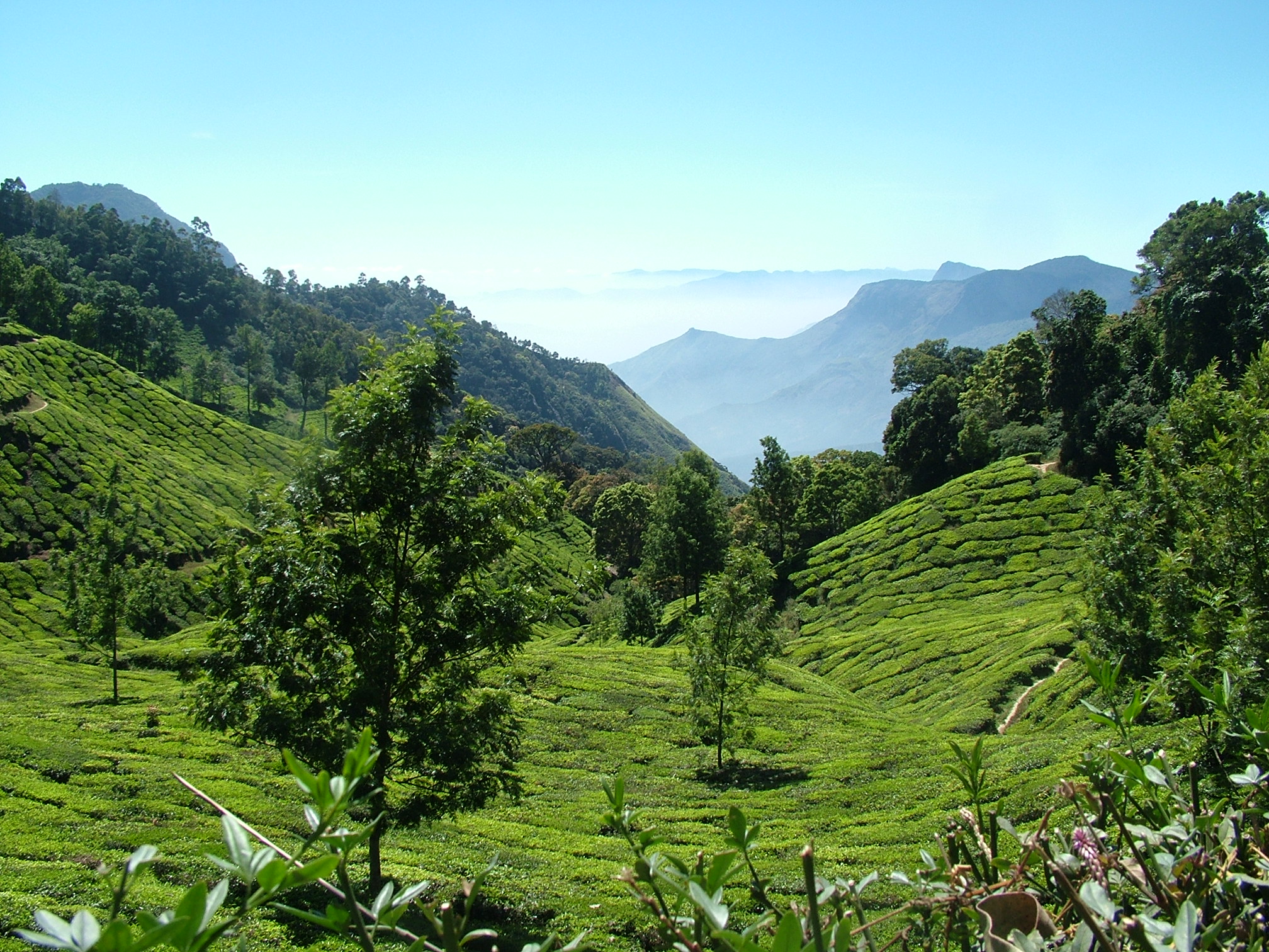 tea plantations in Munar India