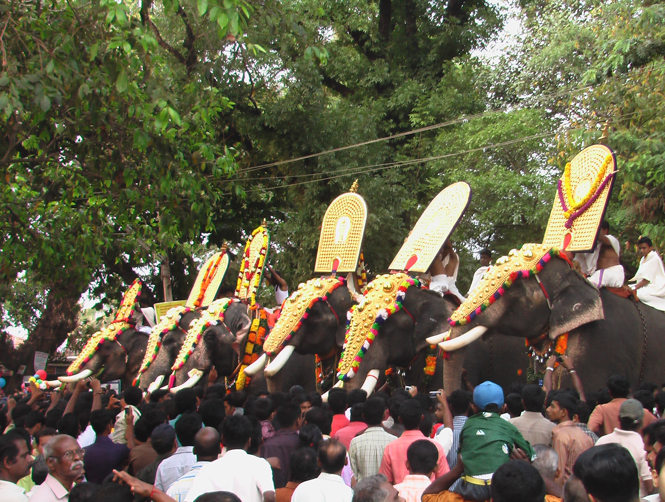קולום פסטיבל פילים