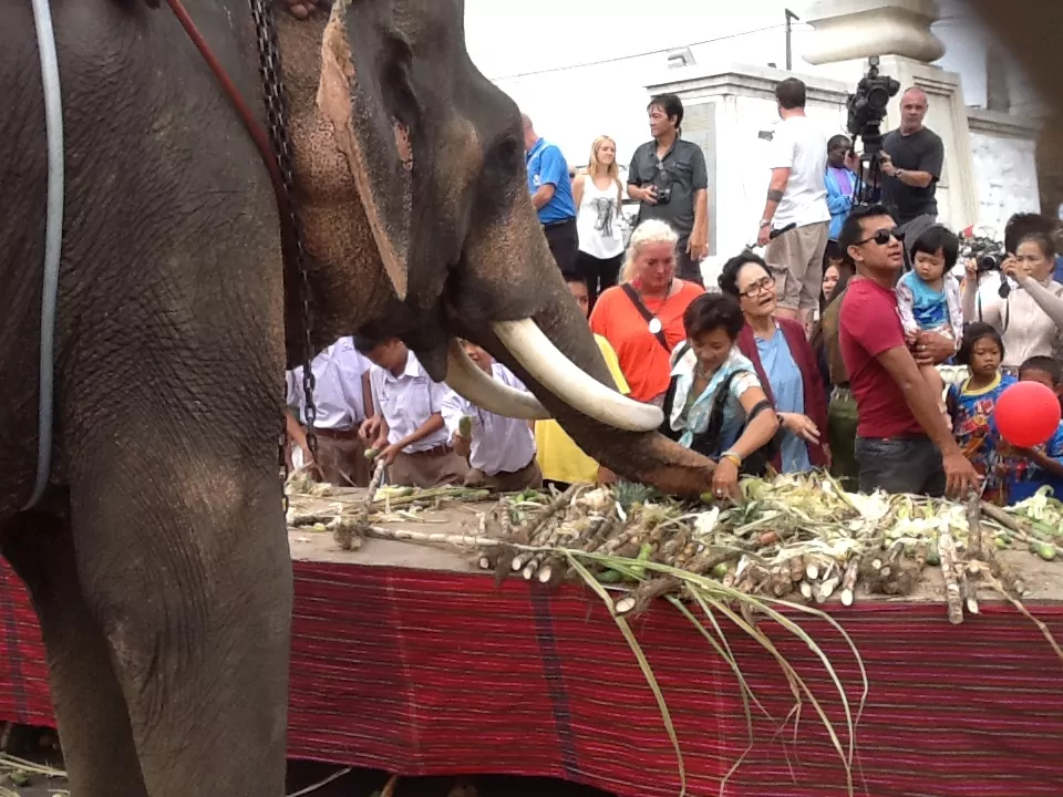 SURIN ELEPHANTS FESTIVAL