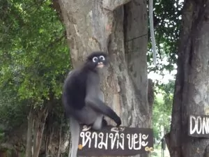 Langur monkey
