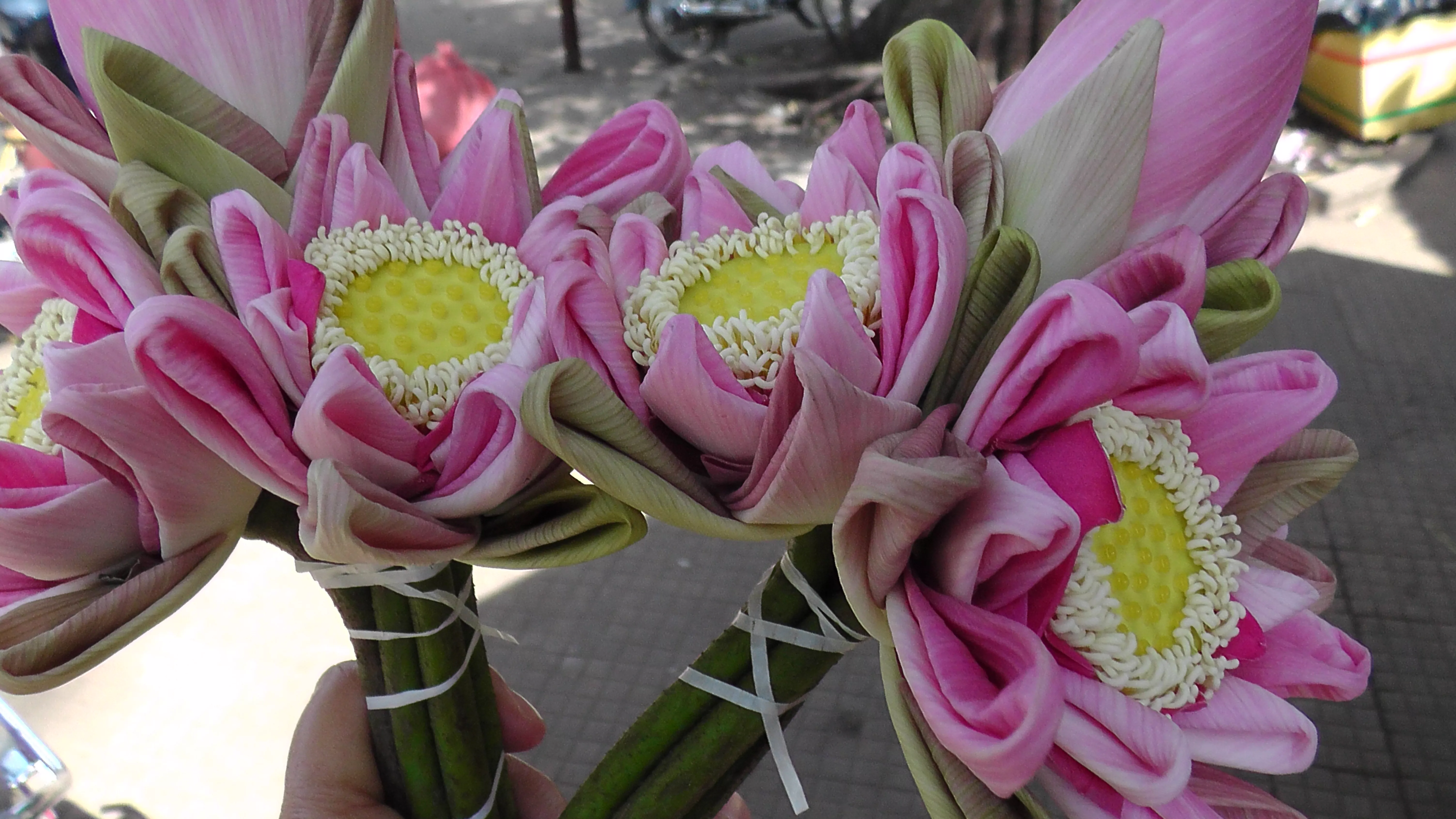 lotus flowers in the local market at Siem Reap