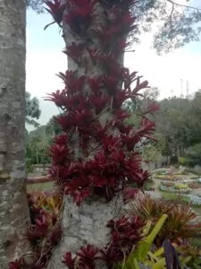 Doi Tung botanical gardens