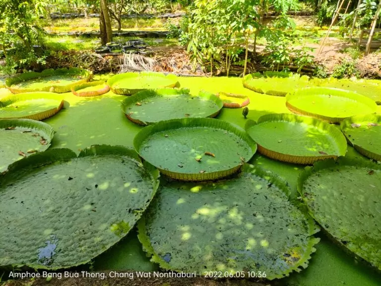 Suan Malai Victoria WaterLily