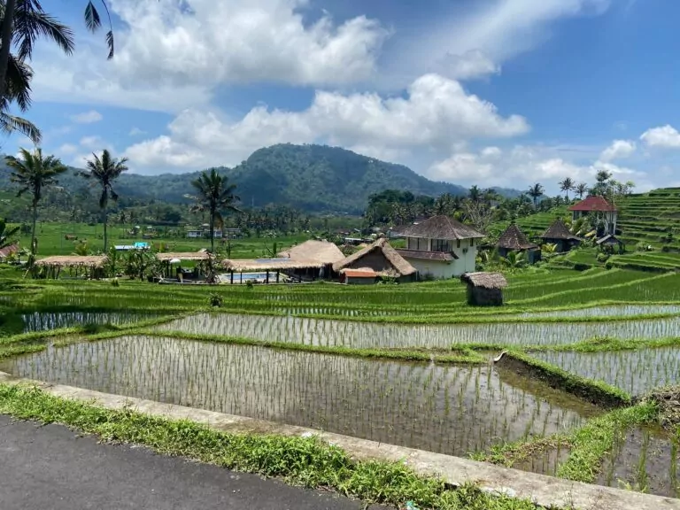 שדות אורז בבאלי