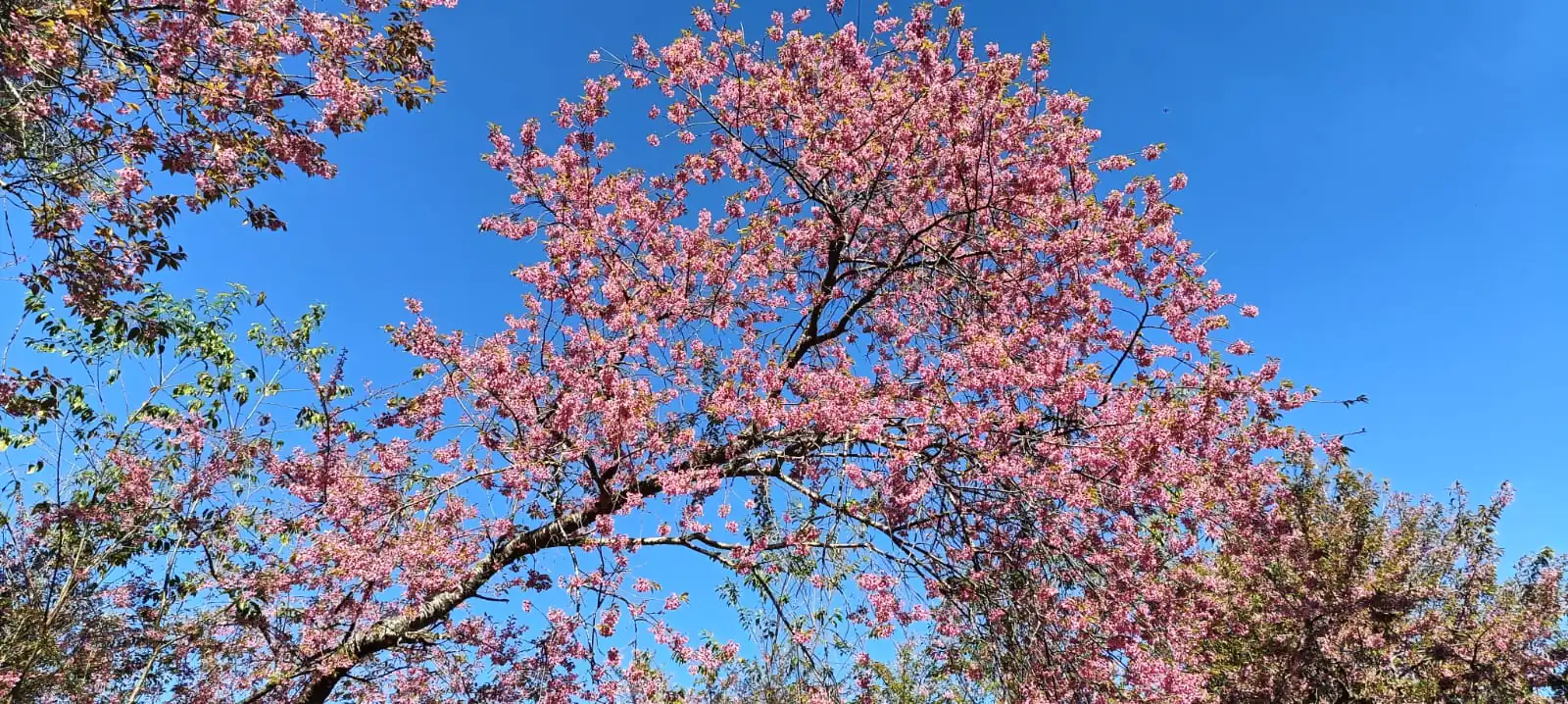 פריחת הדובדבן היפני באזור צ'אנג מאי תאילנד