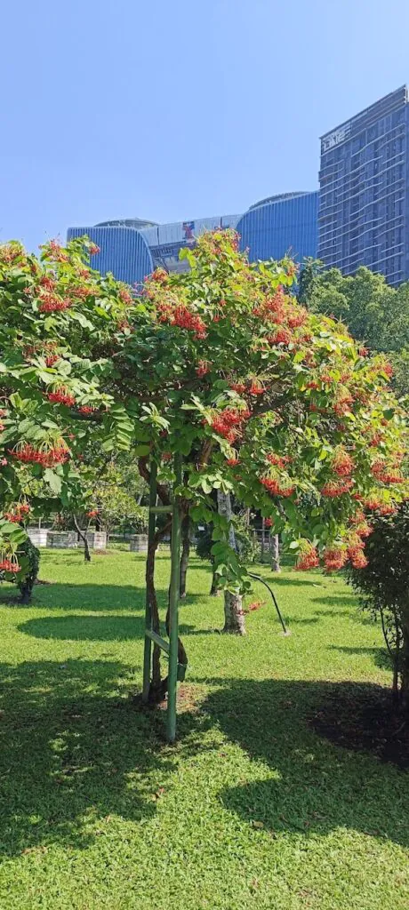 Chatuchak Park