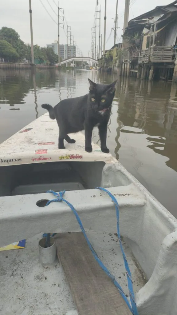 Si  Yaek Huatakhe Cafe & Guesthouse הפלגה עם חתולים