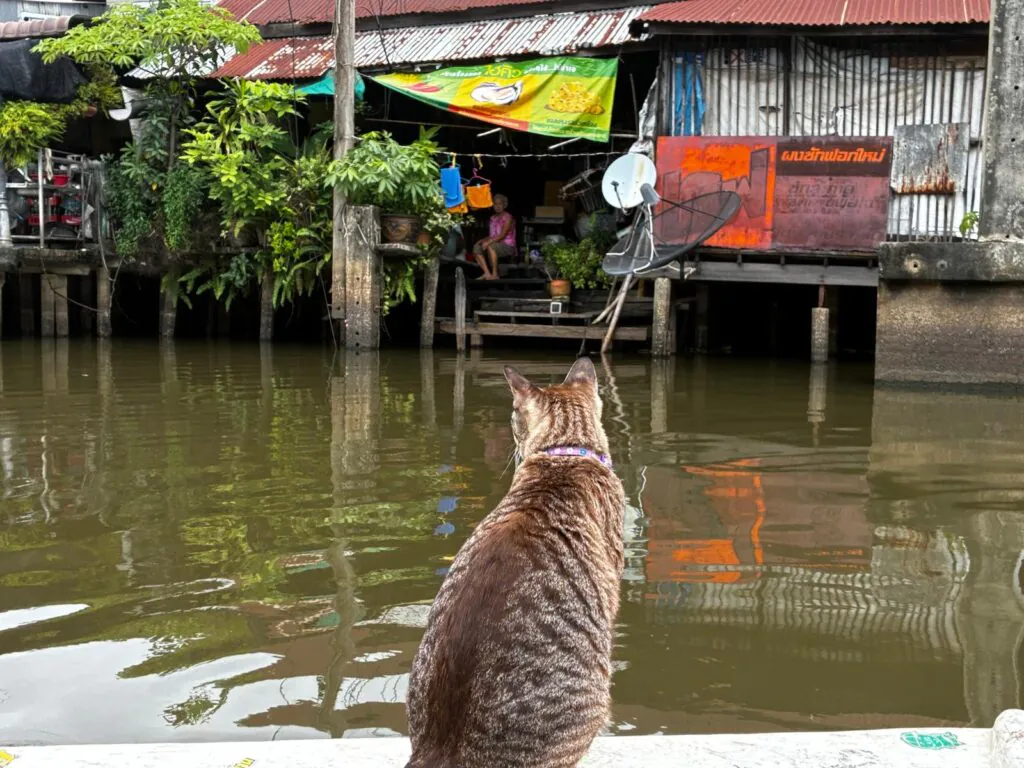 Si  Yaek Huatakhe Cafe & Guesthouse הפלגה עם חתולים