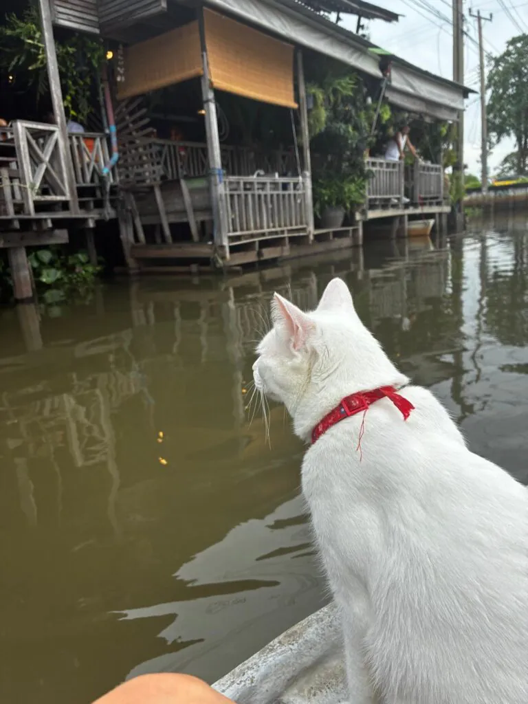 Si  Yaek Huatakhe Cafe & Guesthouse הפלגה עם חתולים