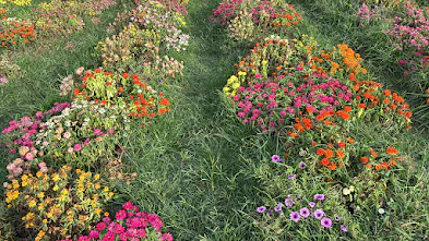 : Hokkaido Flower Park Khaoyai