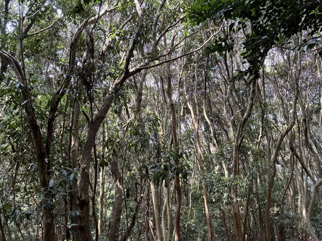 Skeluccha Viewing Deck