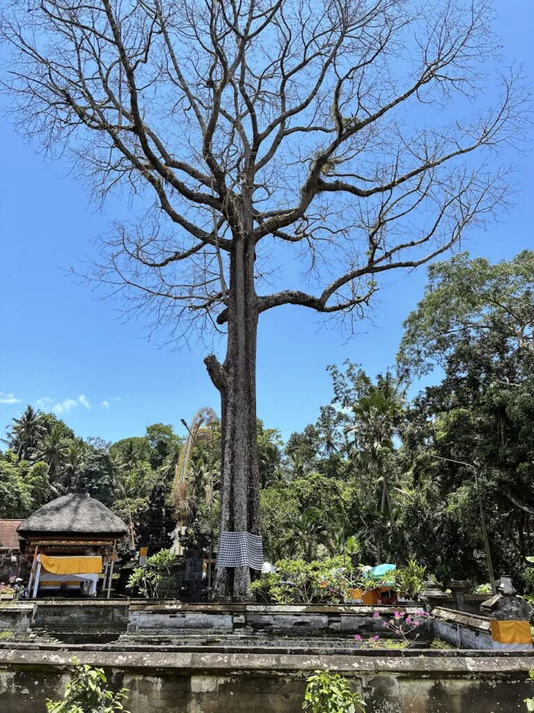 Goa Gajah Temple עץ הקאפוק העתיק.