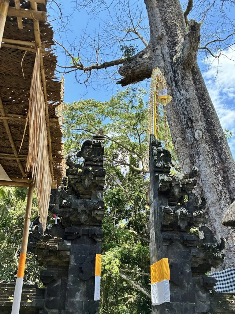 עץ הקאפוק הקדוש באלי