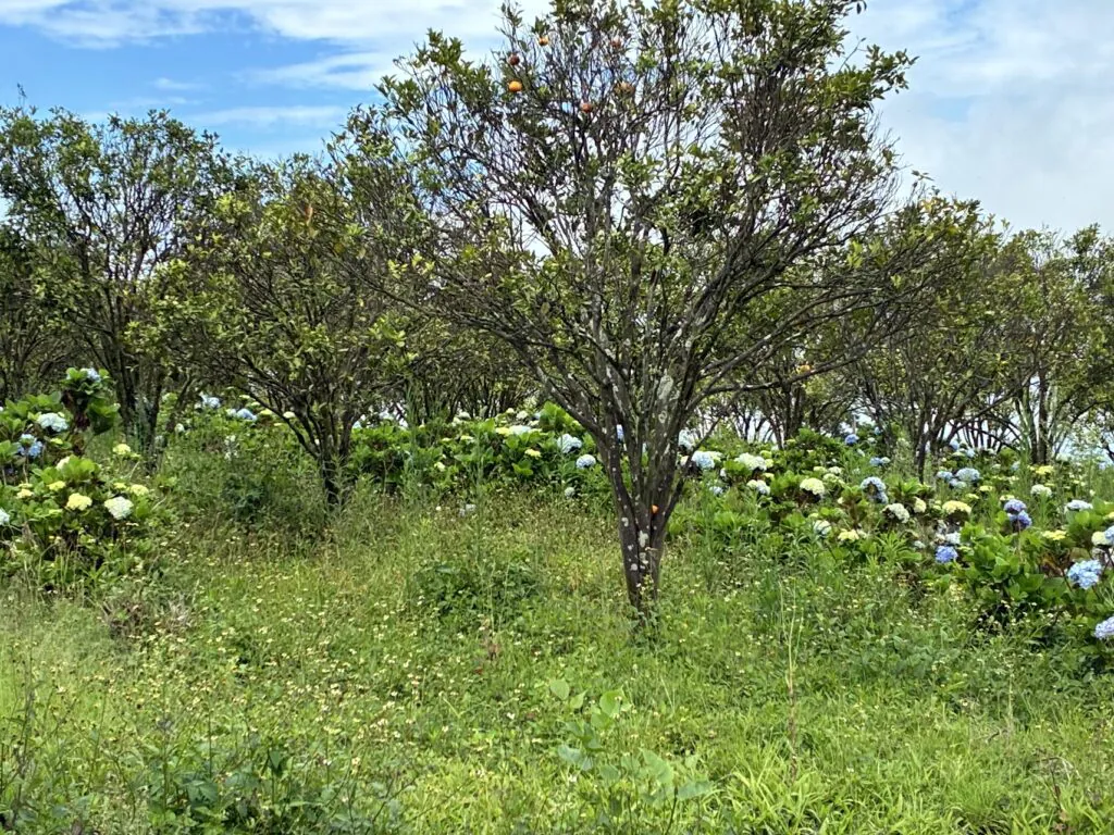 MUNDUK