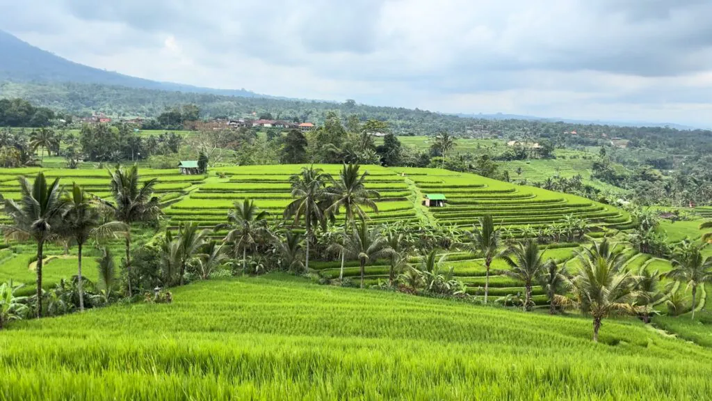 Jatiluwih