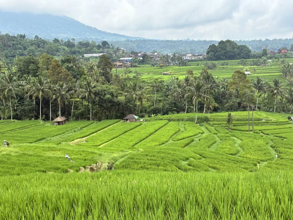 Jatiluwih