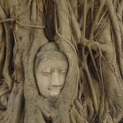 הזמן עושה את שלו :  הבודהה שבתוך העץ בואט מהטט איוטאיה