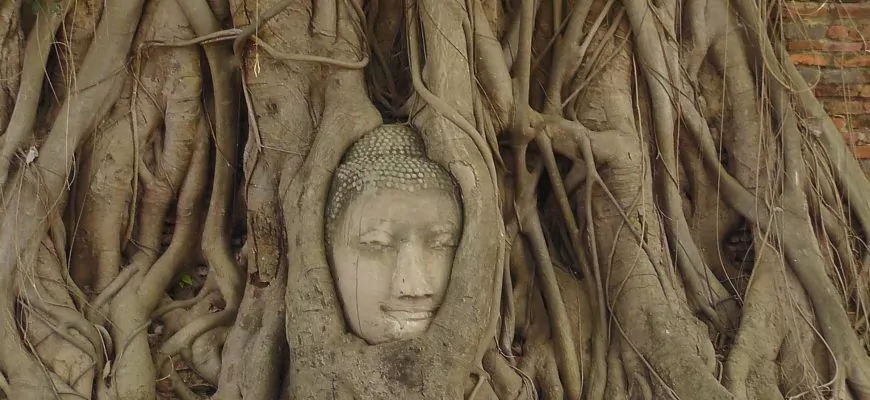 הזמן עושה את שלו :  הבודהה שבתוך העץ בואט מהטט איוטאיה