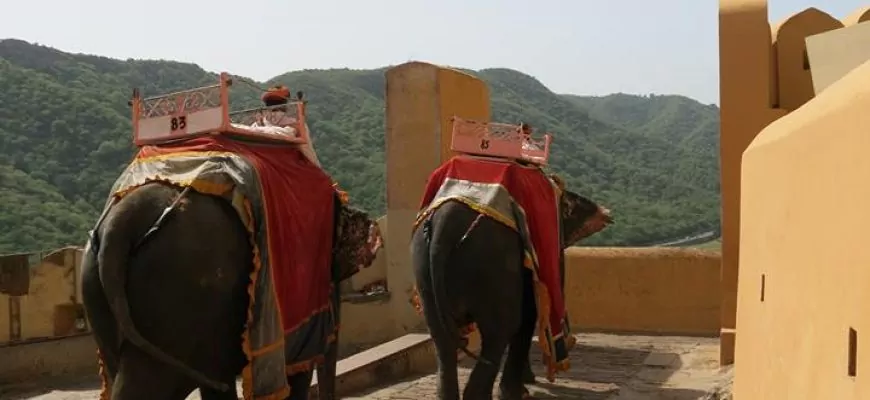 לרכוב על גבם של פילים מסכנים