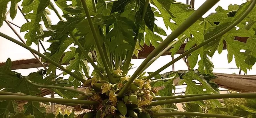 קפיצה קטנה למחוזות הטעם : סום טאם היישר מגן הירק שלי