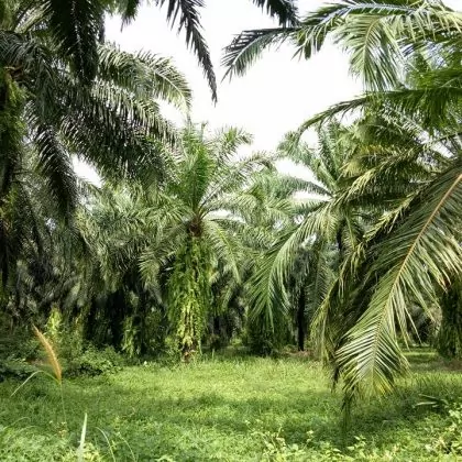 מטעי דקלים נהדרים