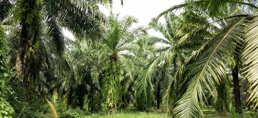 מטעי דקלים נהדרים