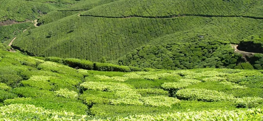מונאר – נוף מצויר בתה.