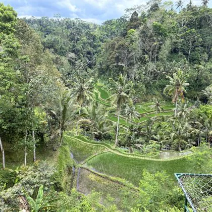 סוף סוף באלי