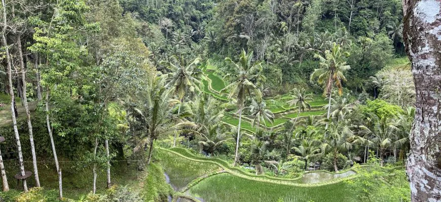 סוף סוף באלי