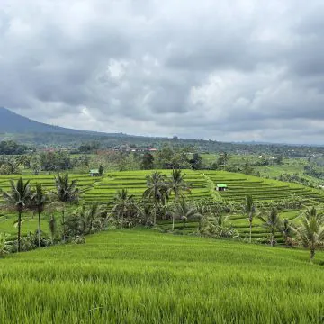 סוף סוף באלי: חלק 2 – הירוק שלא נגמר!