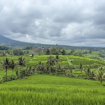 סוף סוף באלי: חלק 2 – הירוק שלא נגמר!
