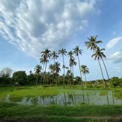 טיול אופנועים בבאלי – חלק ב'