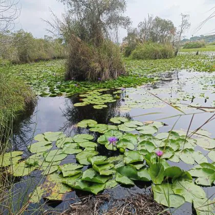 לטייל כמו המקומים בראיונג תאילנד