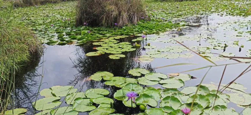 לטייל כמו המקומים בראיונג תאילנד
