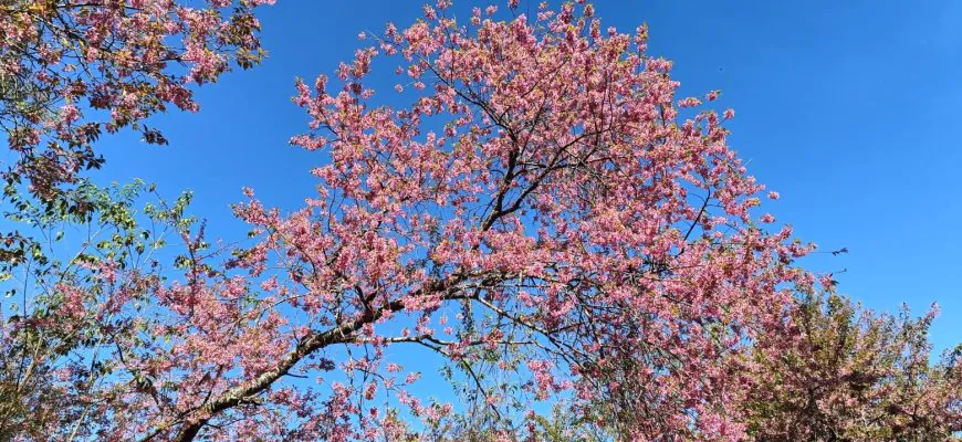 פריחת הדובדבן בצ'אנג מאי תאילנד