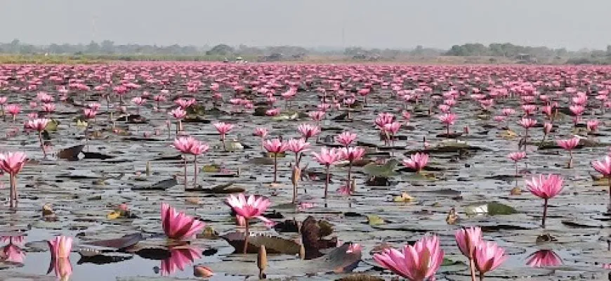 על לוטוסים ומקדשים באודון תאני