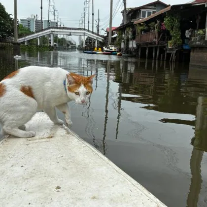 חתולים ומפליגים