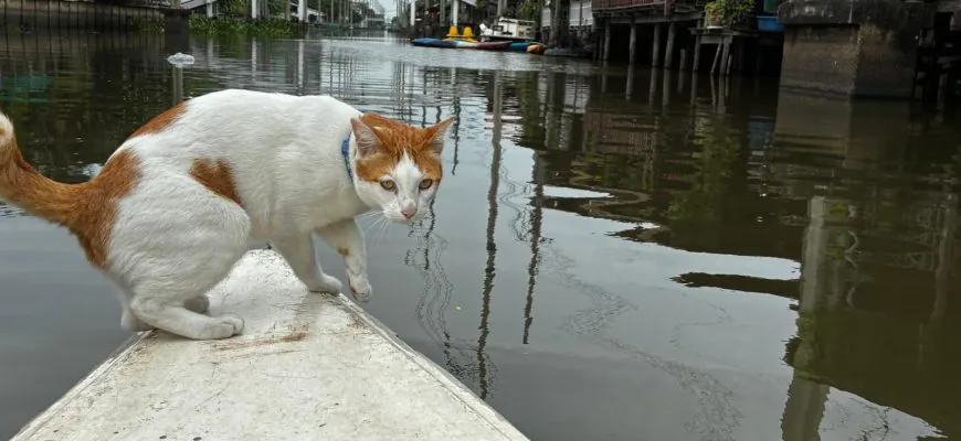 חתולים ומפליגים