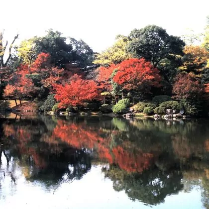 בחום הקייצי של סתו בערבה, קריר לחשוב על צבעי השלכת